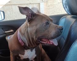 Found/Stray Female Dog last seen Lumpkin Rd, Augusta, GA 30906