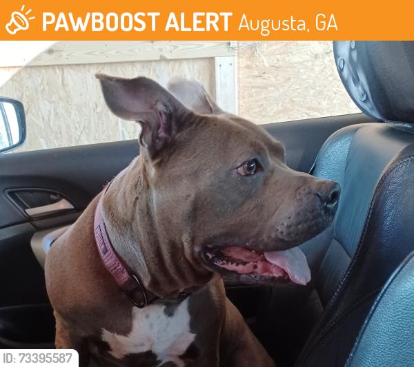 Found/Stray Female Dog last seen Lumpkin Rd, Augusta, GA 30906