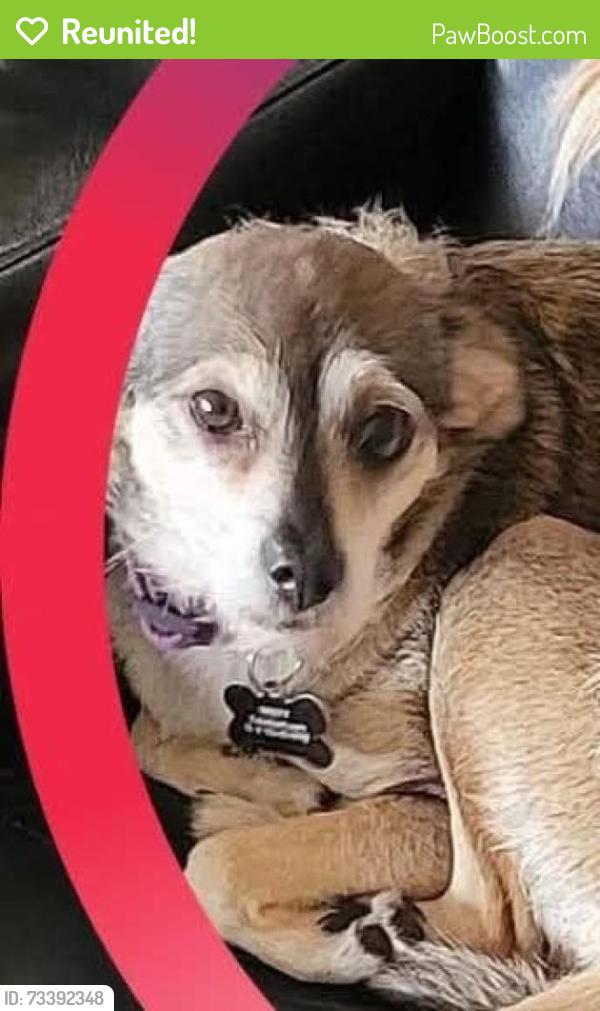 Reunited Female Dog last seen Near James St, Costa Mesa, Costa Mesa, CA 92627