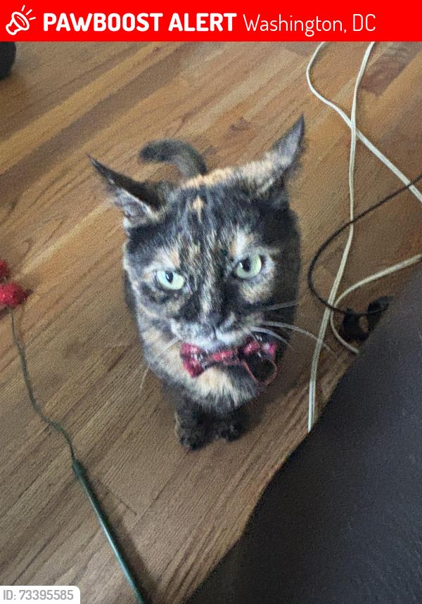 Lost Female Cat last seen 17th & E St NE, Washington, DC 20002