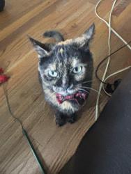 Lost Female Cat last seen 17th & E St NE, Washington, DC 20002