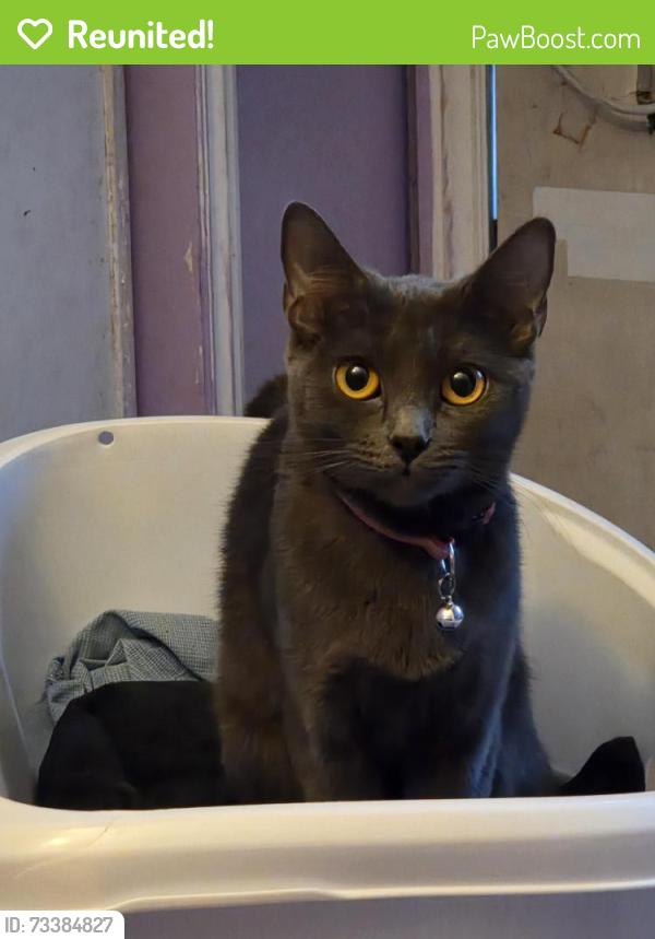 Reunited Female Cat last seen Valley View, Walker, 91 FWY, Buena Park, CA 90620
