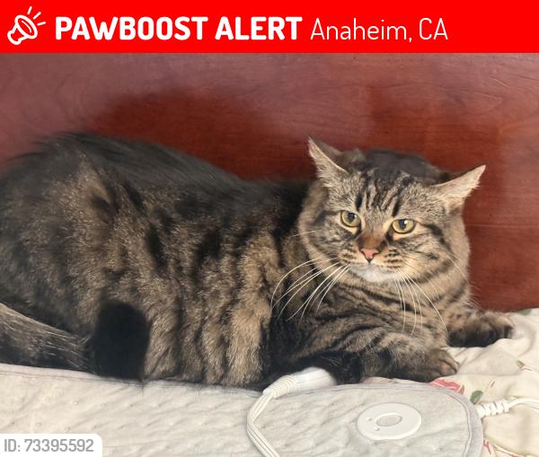 Lost Female Cat last seen Roanne and ball, Anaheim, CA 92804