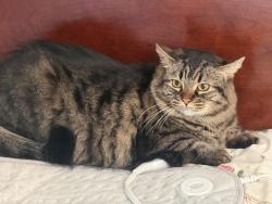 Lost Female Cat last seen Roanne and ball, Anaheim, CA 92804