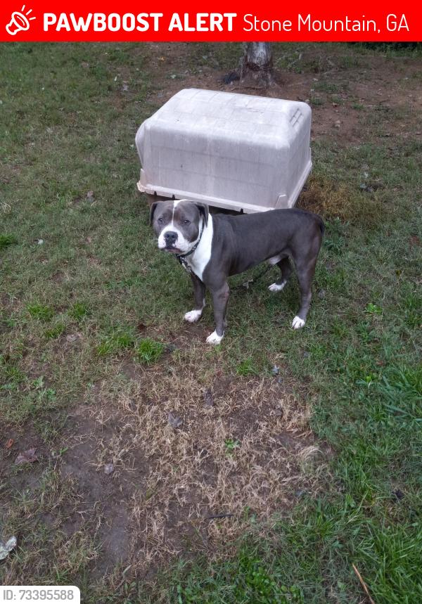 Lost Male Dog last seen Stone Mountain, Stone Mountain, GA 30083