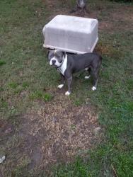 Lost Male Dog last seen Stone Mountain, Stone Mountain, GA 30083