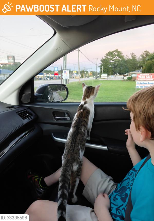 Found/Stray Male Cat last seen St Andrews, Rocky Mount, NC 27804