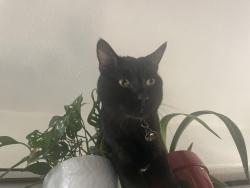 Lost Male Cat last seen Piragua and Cadencia, Carlsbad, CA 92009