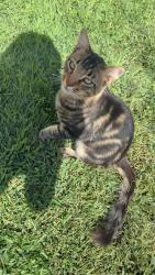 Found/Stray Female Cat last seen Tulare and 1st, Fresno, CA 93721