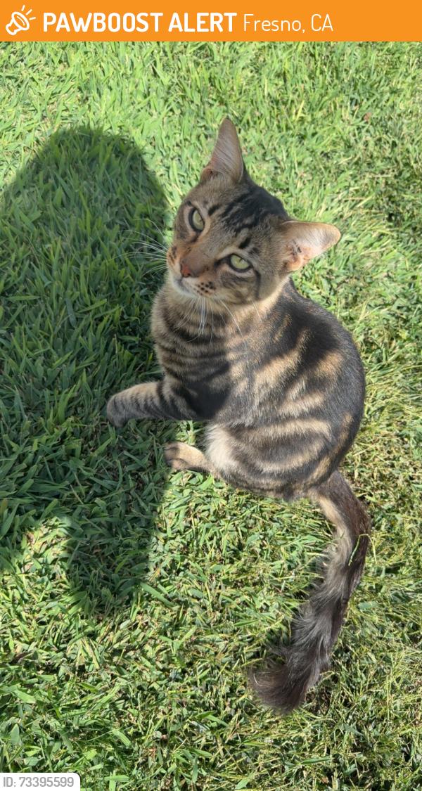 Found/Stray Female Cat last seen Tulare and 1st, Fresno, CA 93721