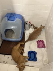 Reunited Unknown Cat last seen Diamond St & Summer Lea, Sellersville, PA 18960