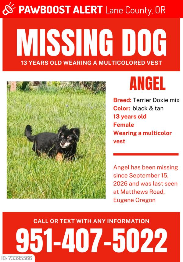 Lost Female Dog last seen Mathews and Dillard rd, Lane County, OR 97405