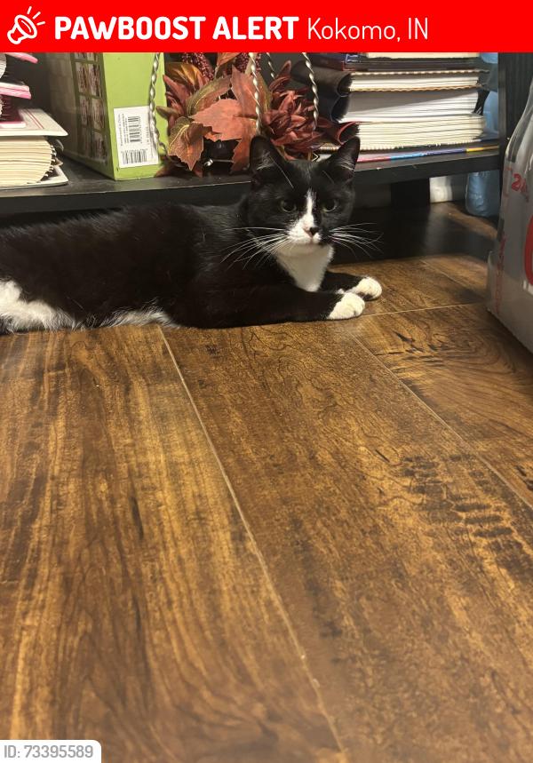 Lost Female Cat last seen lafayette park school kokomo indiana, Kokomo, IN 46901
