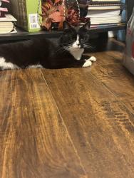 Lost Female Cat last seen lafayette park school kokomo indiana, Kokomo, IN 46901