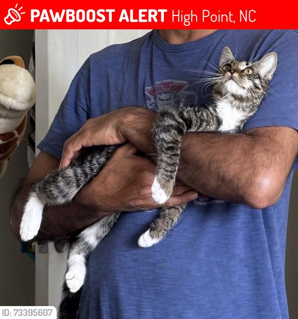 Lost Female Cat last seen Gordon St, High Point, NC 27260