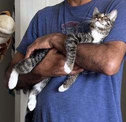 Lost Female Cat last seen Gordon St, High Point, NC 27260