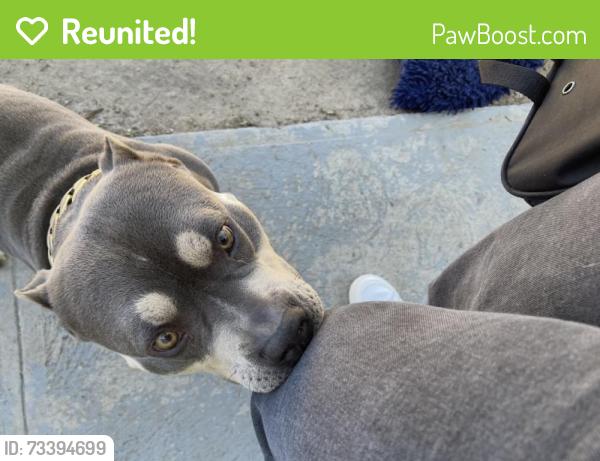 Reunited Male Dog last seen Palm Ave, National City, CA 91950