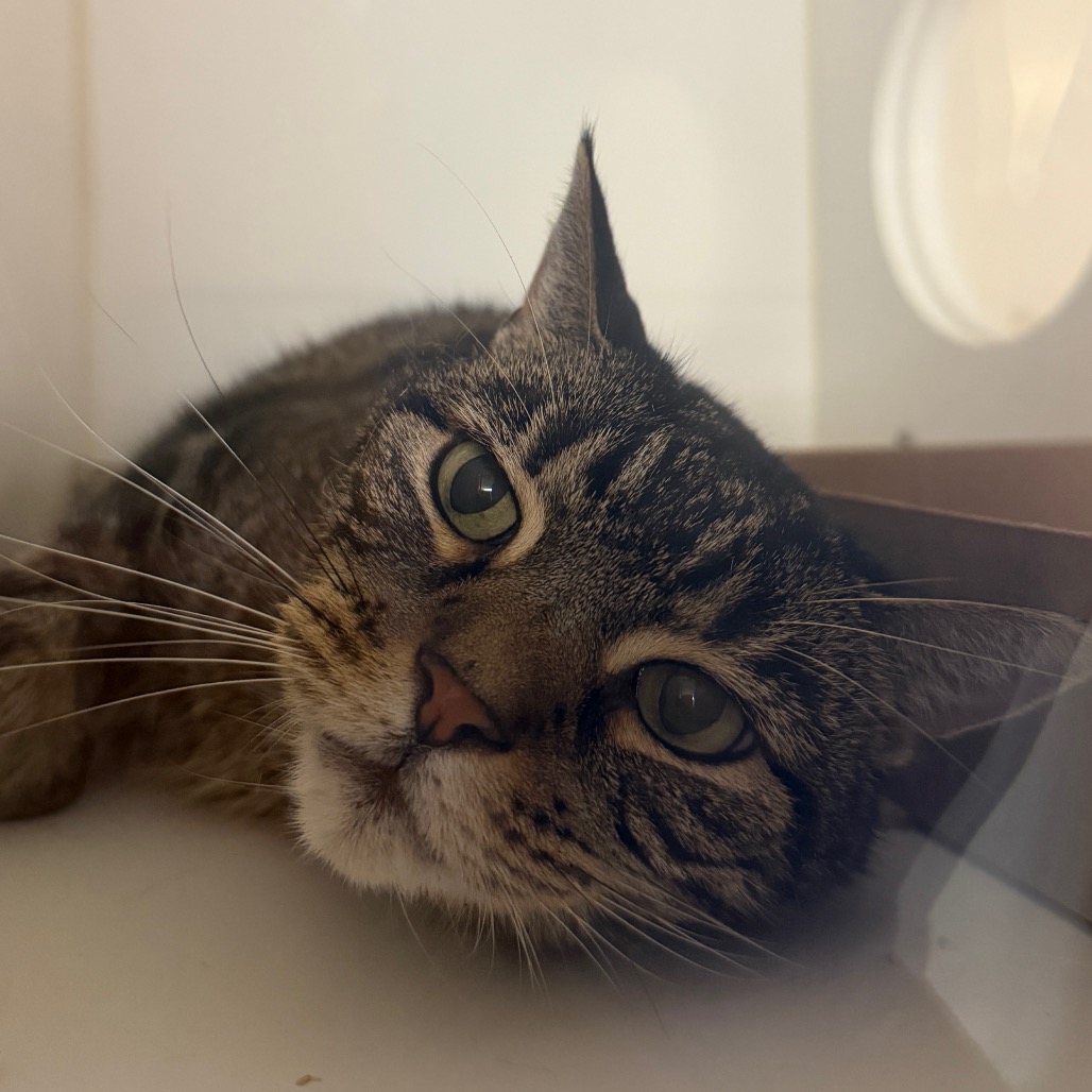 Shelter Stray Female Cat last seen , Animal Care & Control Team of Philly, 111 W Hunting Park Ave, Philadelphia, PA 19140, USA