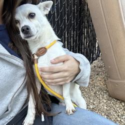 Shelter Stray Male Dog last seen , Animal Care & Control Team of Philly, 111 W Hunting Park Ave, Philadelphia, PA 19140, USA