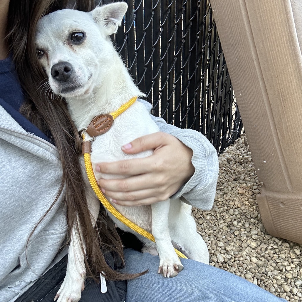 Shelter Stray Male Dog last seen , Animal Care & Control Team of Philly, 111 W Hunting Park Ave, Philadelphia, PA 19140, USA