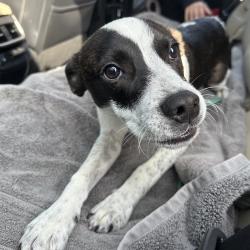 Shelter Stray Male Dog last seen , Animal Care & Control Team of Philly, 111 W Hunting Park Ave, Philadelphia, PA 19140, USA