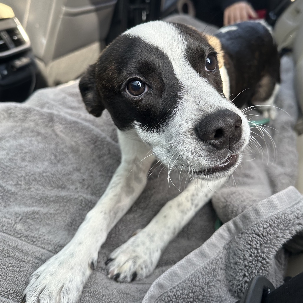 Shelter Stray Male Dog last seen , Animal Care & Control Team of Philly, 111 W Hunting Park Ave, Philadelphia, PA 19140, USA