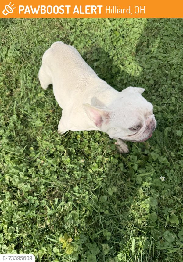 Found/Stray Female Dog last seen Amity road Hilliard, Hilliard, OH 43026