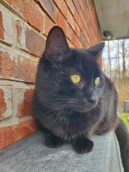 Lost Female Cat last seen 106th Street and Mollenkopf, Fishers, IN 46037