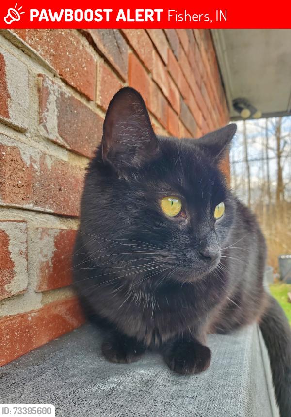 Lost Female Cat last seen 106th Street and Mollenkopf, Fishers, IN 46037
