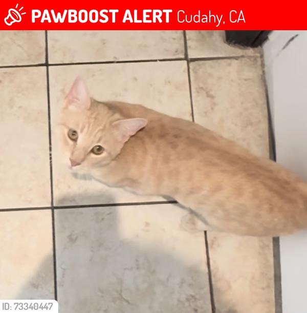Lost Male Cat last seen Live oak and crafton, Cudahy, CA 90201
