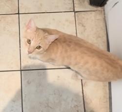 Lost Male Cat last seen Live oak and crafton, Cudahy, CA 90201