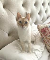Lost Male Cat last seen Gladiolus Drive & Bass Rd, Fort Myers, FL 33908