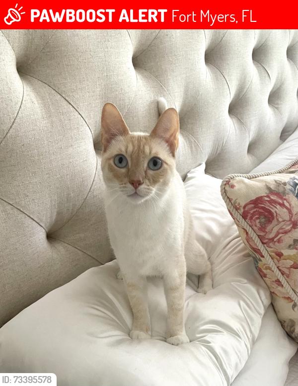 Lost Male Cat last seen Gladiolus Drive & Bass Rd, Fort Myers, FL 33908