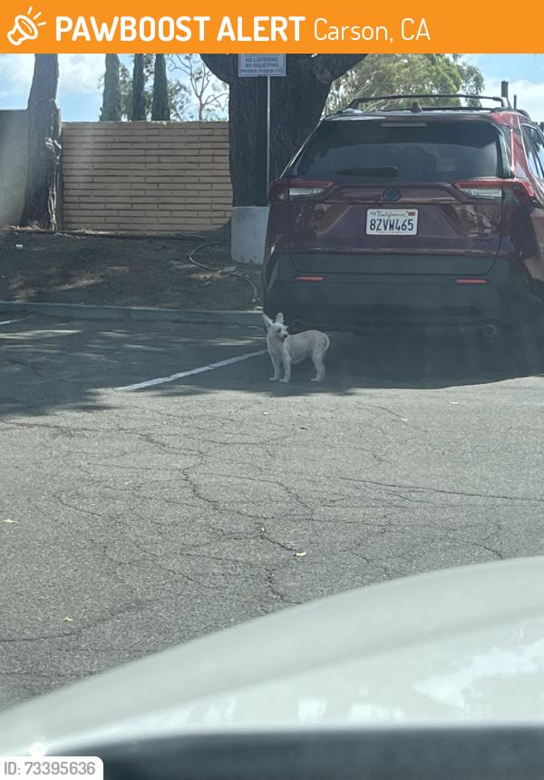 Found/Stray Unknown Dog last seen Acalon and albertoni, Carson, CA 90746