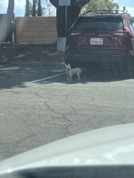 Found/Stray Unknown Dog last seen Acalon and albertoni, Carson, CA 90746