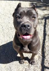 Found/Stray Unknown Dog last seen Moon bean dr Banning ca, Banning, CA 92220