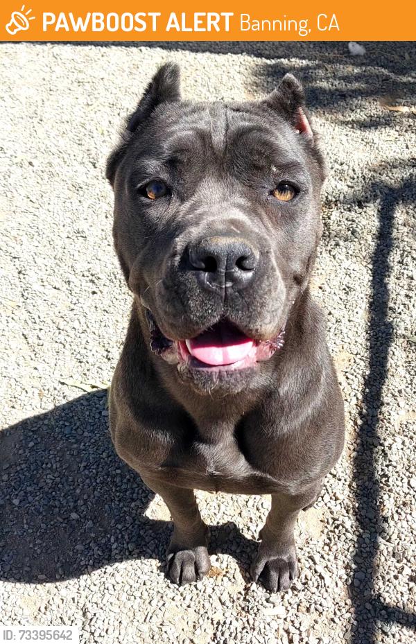 Found/Stray Unknown Dog last seen Moon bean dr Banning ca, Banning, CA 92220