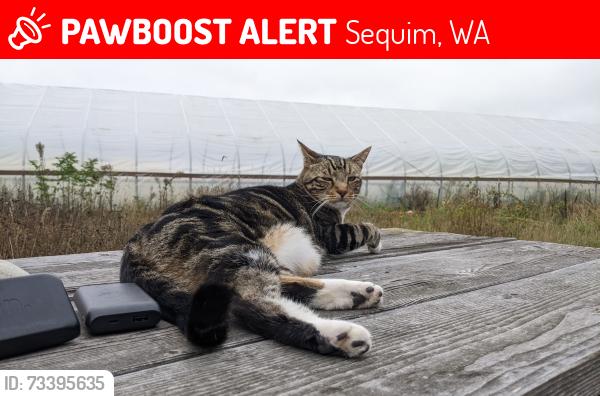Lost Male Cat last seen Spath, Kitchen-, carlsborg, Sequim, WA 98382