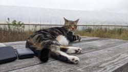 Lost Male Cat last seen Spath, Kitchen-, carlsborg, Sequim, WA 98382