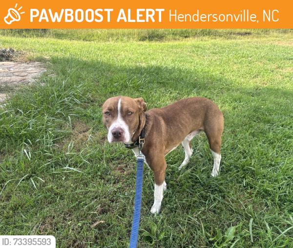 Found/Stray Male Dog last seen County line of Henderson and Polk counties NC, Hendersonville, NC 28792