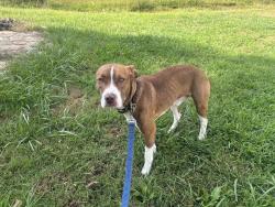 Found/Stray Male Dog last seen County line of Henderson and Polk counties NC, Hendersonville, NC 28792