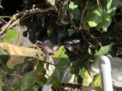 Found/Stray Male Dog last seen Pimenta, Lakewood, CA 90712