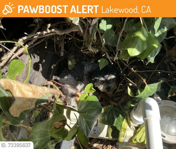 Found/Stray Male Dog last seen Pimenta, Lakewood, CA 90712