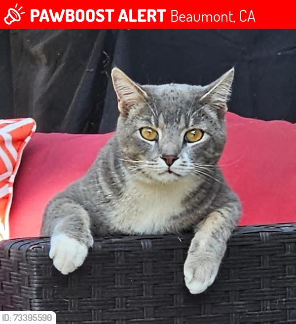 Lost Male Cat last seen Hagen Heights and Trevino Trail in the Fairway Canyon, Beaumont., Beaumont, CA 92223