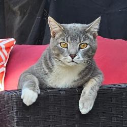 Lost Male Cat last seen Hagen Heights and Trevino Trail in the Fairway Canyon, Beaumont., Beaumont, CA 92223
