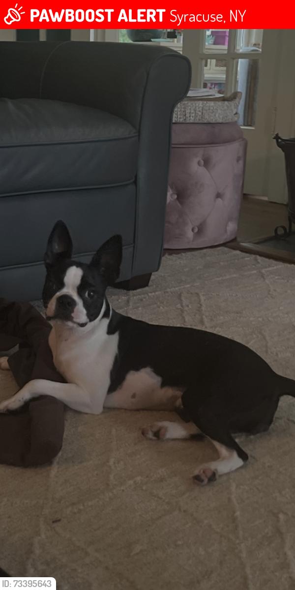 Lost Female Dog last seen Rugby Road, Syracuse, NY 13203