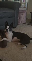 Lost Female Dog last seen Rugby Road, Syracuse, NY 13203