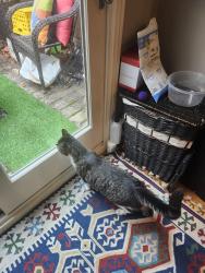 Reunited Male Cat last seen Laussat Street and Filmore, San Francisco, CA 94117