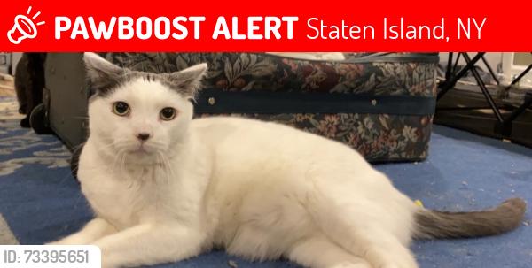 Lost Male Cat last seen Arlene st and commerce st, Staten Island, NY 10314