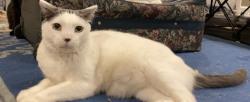 Lost Male Cat last seen Arlene st and commerce st, Staten Island, NY 10314